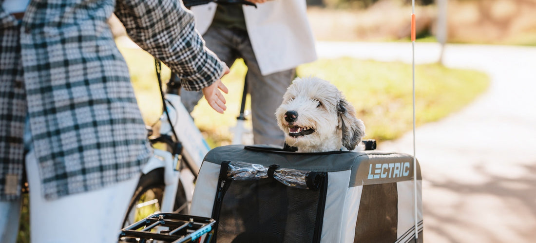 Pedaling with Pets: An eBiker’s Guide to Furry Copilots